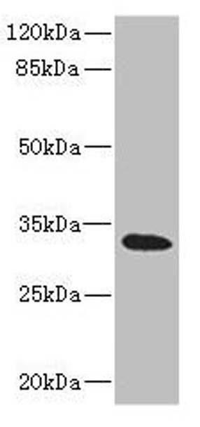 HVCN1 Antibody (PACO45293)