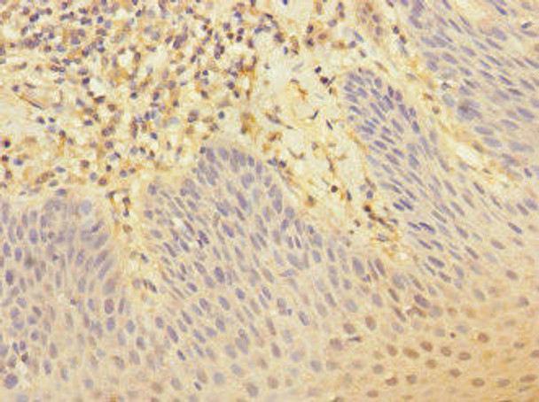 CR1 Antibody (PACO45427)