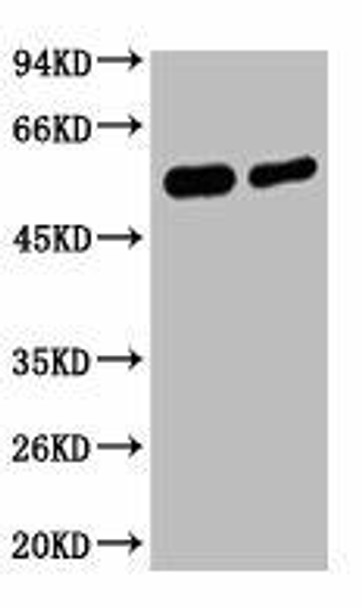 MECP2 Antibody (PACO00088)