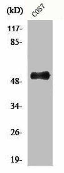 AVEN Antibody (PACO00447)