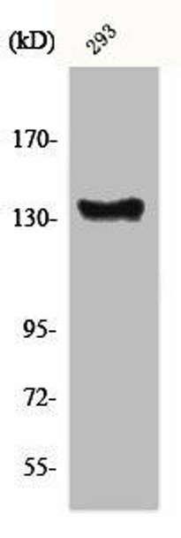 ABL1 Antibody (PACO00493)