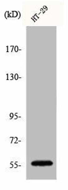 CHEK1 Antibody (PACO00594)