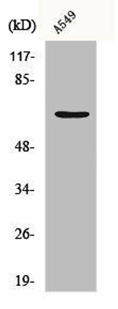 CHGA Antibody (PACO00600)