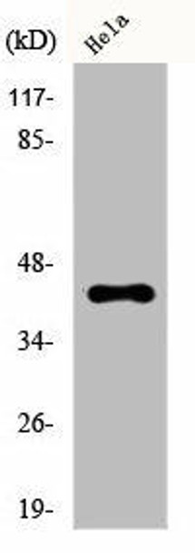 CREB1 Antibody (PACO00636)