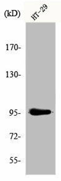 DNMT3B Antibody (PACO00717)