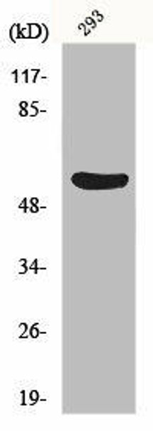 GSDMC Antibody (PACO00838)