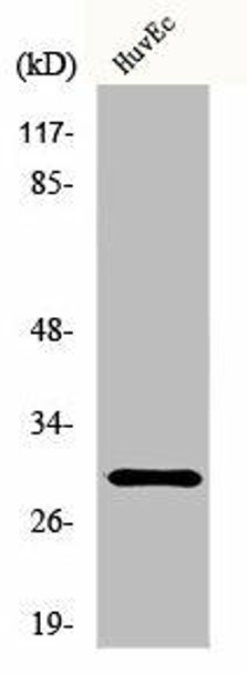 HOXB5 Antibody (PACO00932)