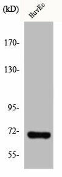 IVL Antibody (PACO00975)