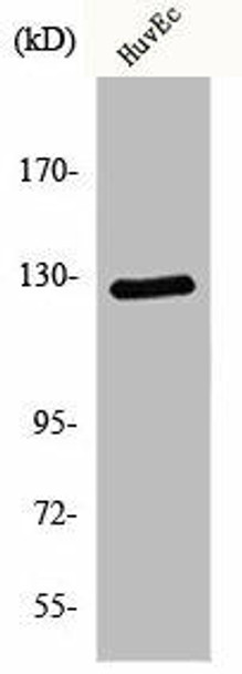 MSH3 Antibody (PACO01112)