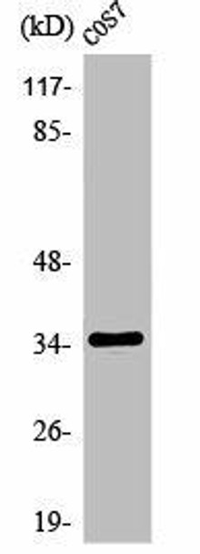 OR1A1 Antibody (PACO01213)