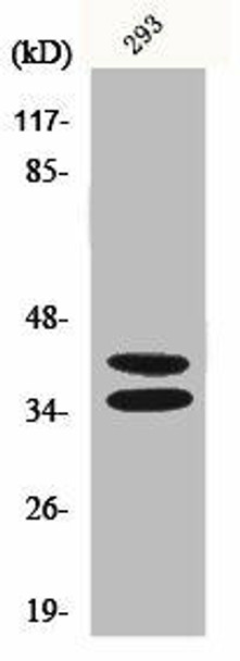 PAX2 Antibody (PACO01301)