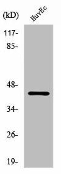 RFPL4A Antibody (PACO01423)
