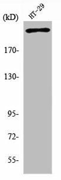 POLR2A Antibody (PACO01462)