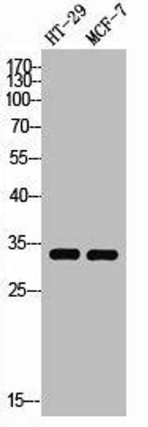 STX1A Antibody (PACO01567)