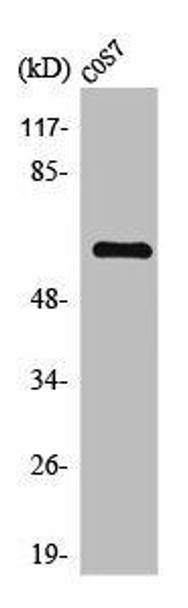 THAP4 Antibody (PACO01622)