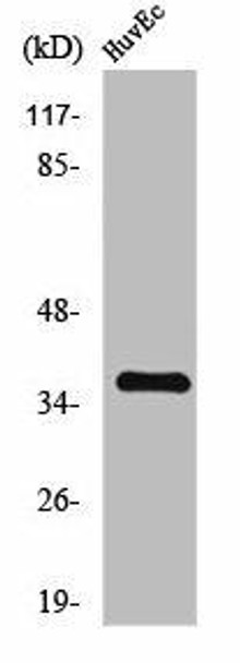 TNFAIP1 Antibody (PACO01638)