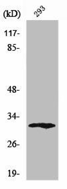 XRCC2 Antibody (PACO01709)