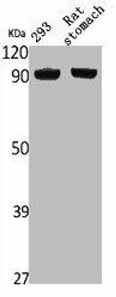 NVL Antibody (PACO01766)