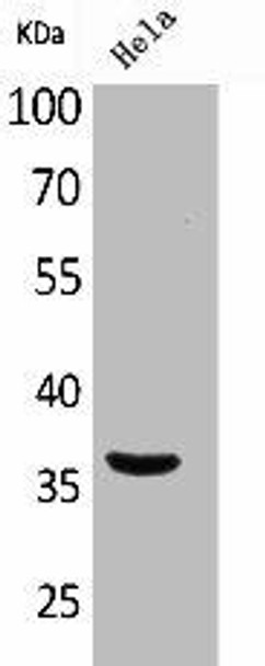 MCL1 Antibody (PACO01874)