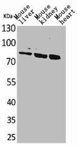 CUL4B Antibody (PACO01901)