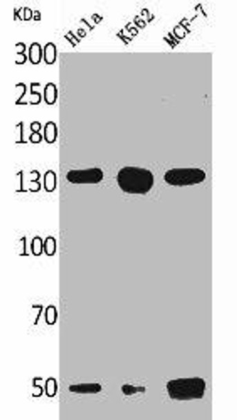 LEPR Antibody (PACO01983)