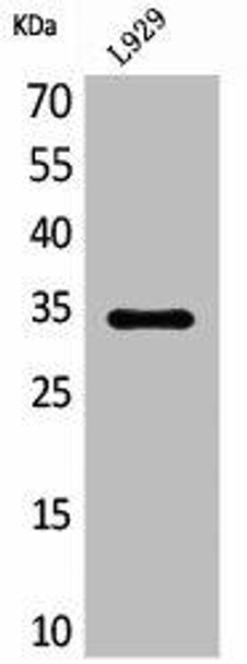 OGN Antibody (PACO01994)