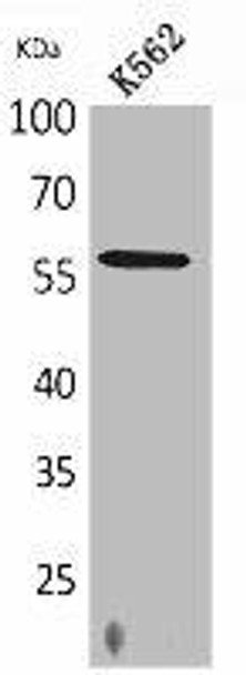 RUNX2 Antibody (PACO02044)