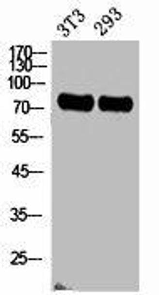 ABCG2 Antibody (PACO02223)