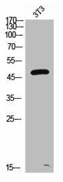 SERPINA1 Antibody (PACO02226)