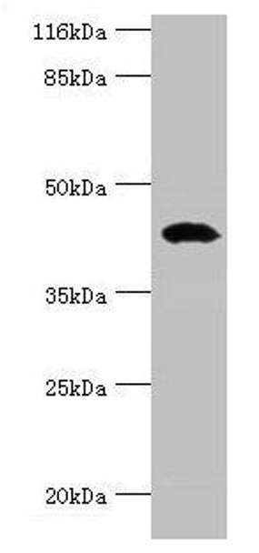 STAC3 Antibody (PACO38754)