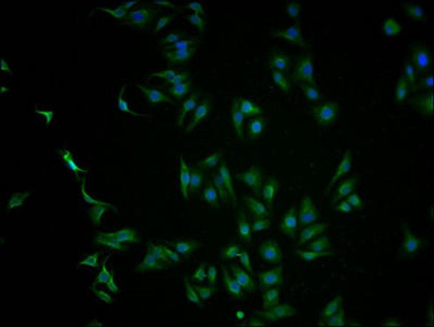 NFE2L2 Antibody (PACO64335)