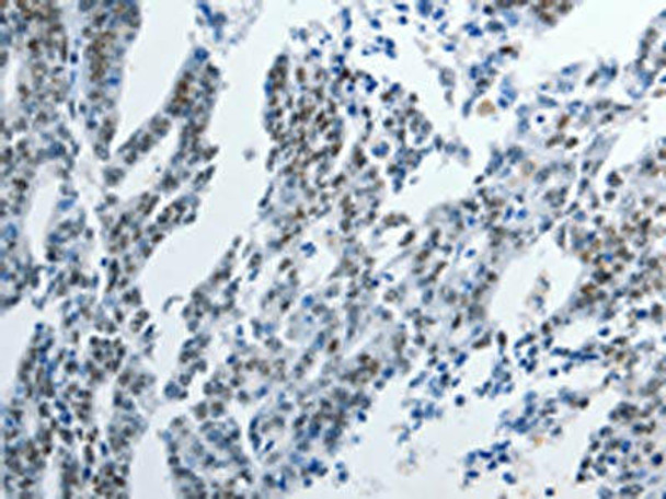 PIWIL3 Antibody (PACO19168)