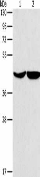 ASPN Antibody (PACO19255)