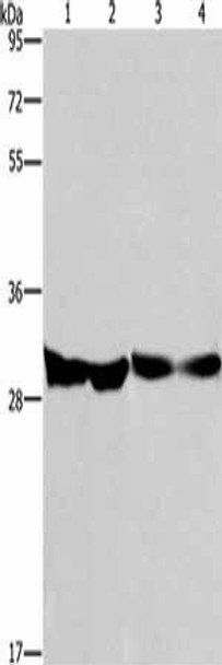 DECR1 Antibody (PACO19555)