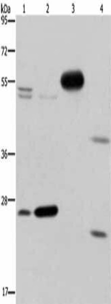 CFLAR Antibody (PACO19669)