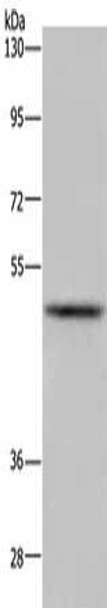 IRF4 Antibody (PACO19859)