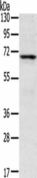 TNK1 Antibody (PACO20731)