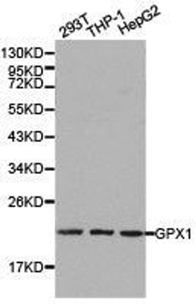 GPX1 Antibody (PACO21077)