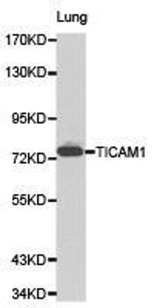 TICAM1 Antibody (PACO21086)