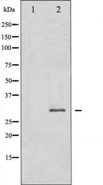 SNAI1 Antibody (PACO21323)