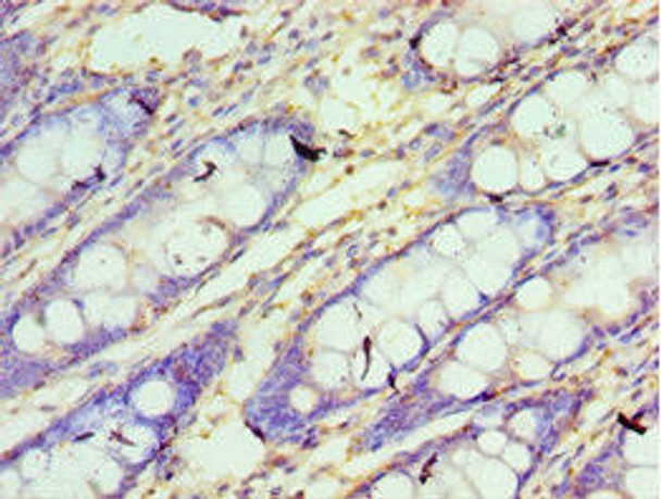 CXXC1 Antibody (PACO43587)