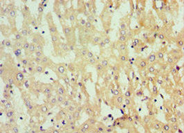 GNL3 Antibody (PACO43614)