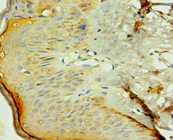 NR2C2 Antibody (PACO43754)