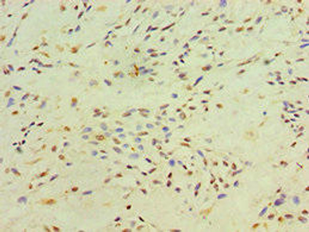XRCC4 Antibody (PACO43773)