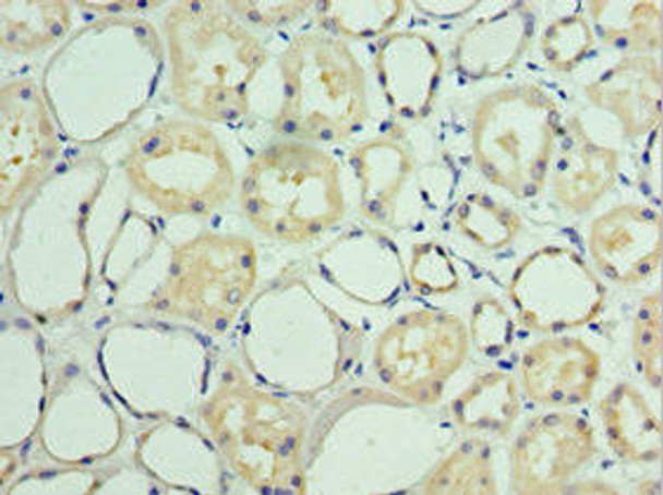 BAG6 Antibody (PACO43938)