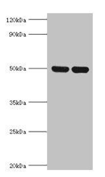 IDH2 Antibody (PACO44084)