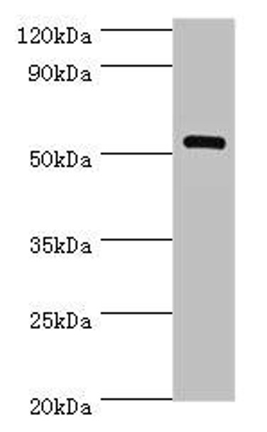 MEF2C Antibody (PACO44149)