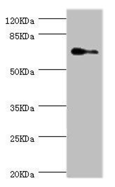ELF1 Antibody (PACO44282)