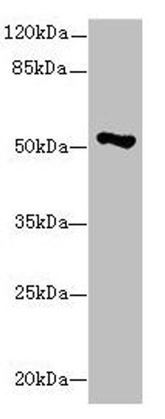 EIF2S3 Antibody (PACO44332)