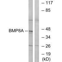 Anti-BMP8A Antibody (PACO23394) | WB, IF